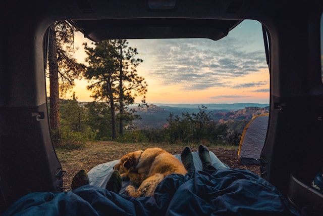 Voyage avec son chien